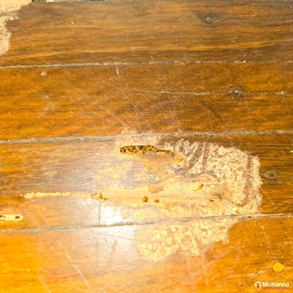Active subterranean termites hollowing out and breaching the surface of polished timber floorboards in a North Ipswich home.