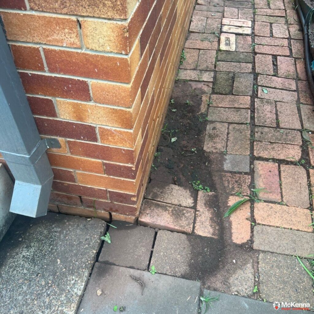A downpipe pooling water onto brick pavers creating a high-risk moisture zone for subterranean termites against a house in Sunnybank, Brisbane.